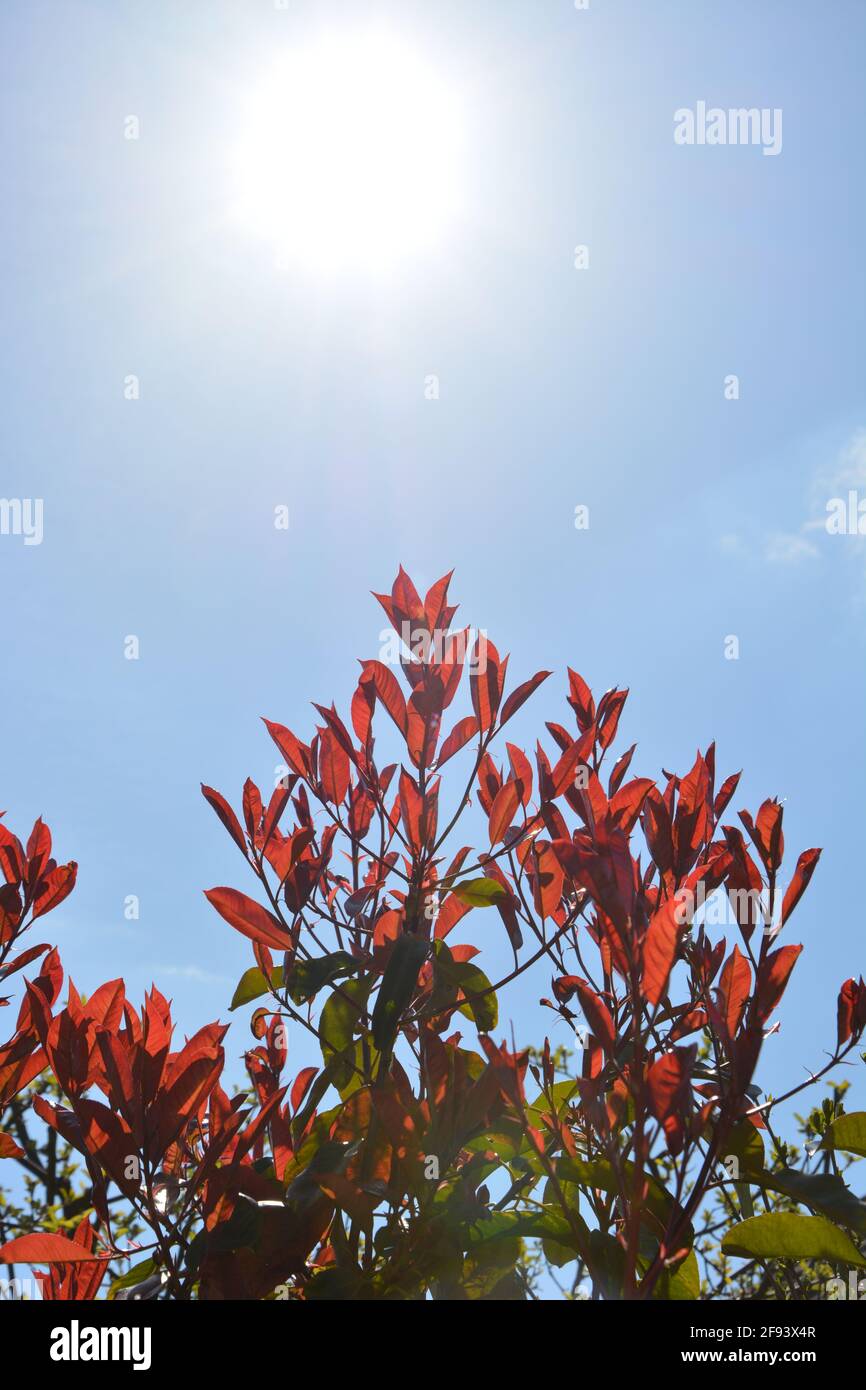 Printemps commun rouge et vert feuilles rétroéclairées bleu ciel avec le soleil fond photo haute résolution, DSLR Banque D'Images