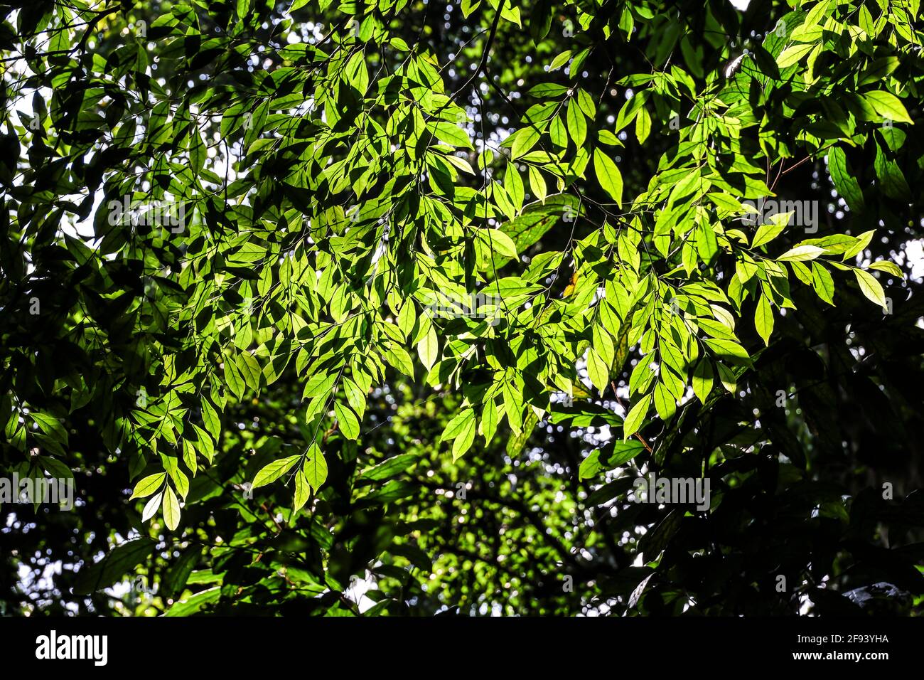 Magnifiques feuilles vertes rétroéclairées prises dans une forêt tropicale contre soleil du matin Banque D'Images