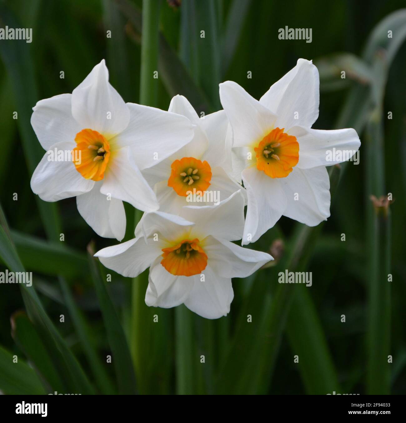 Commun quatre daffodils frais blancs et jaunes et orange purs avec feuilles vertes photo haute résolution, DSLR Banque D'Images