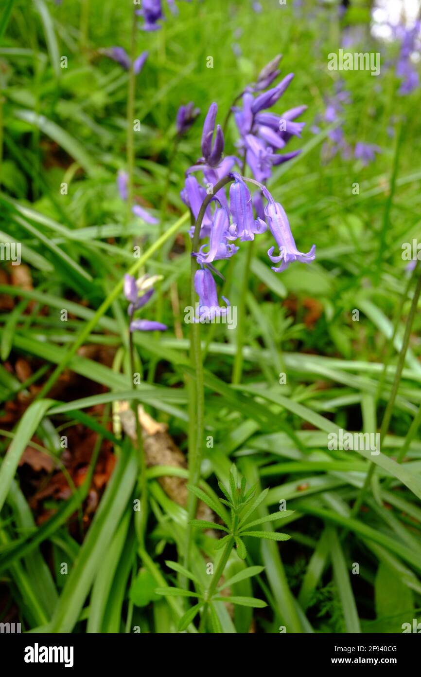 Un bois couvert de fleurs de bluebell et de petits chênes Banque D'Images