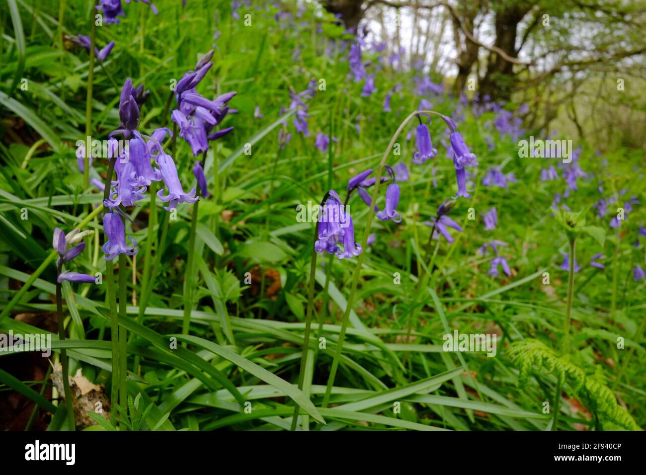 Un bois couvert de fleurs de bluebell et de petits chênes Banque D'Images