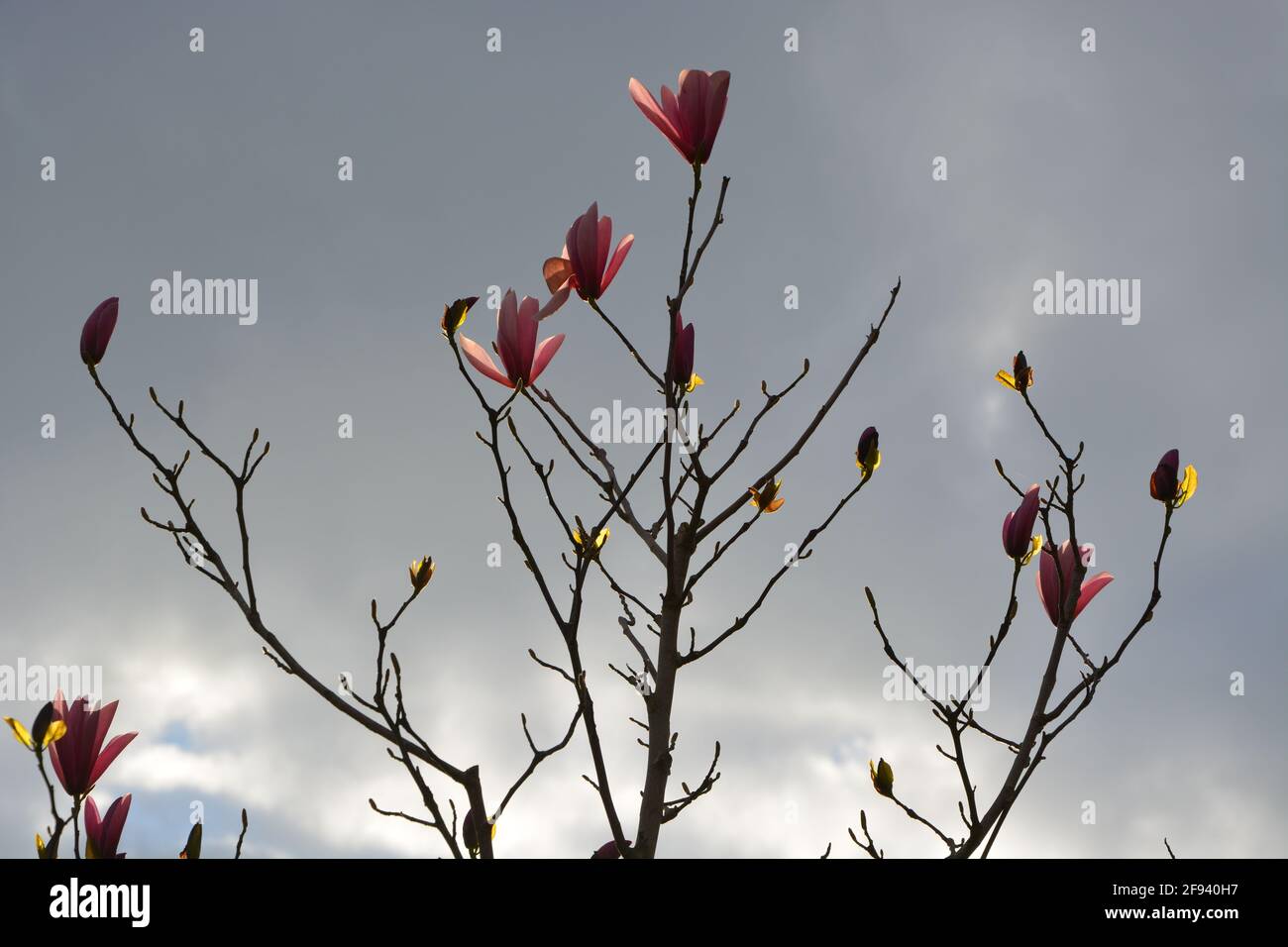 Petit arbre rose magnolia buisson dans le soleil en fleur dans un parc High Resolution stock photo, DSLR Banque D'Images