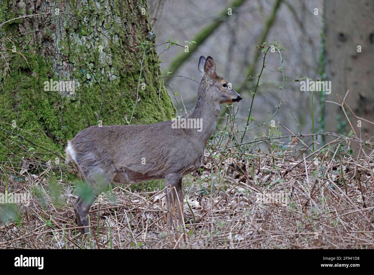 Femme Roe Deer Forest de Dean Banque D'Images