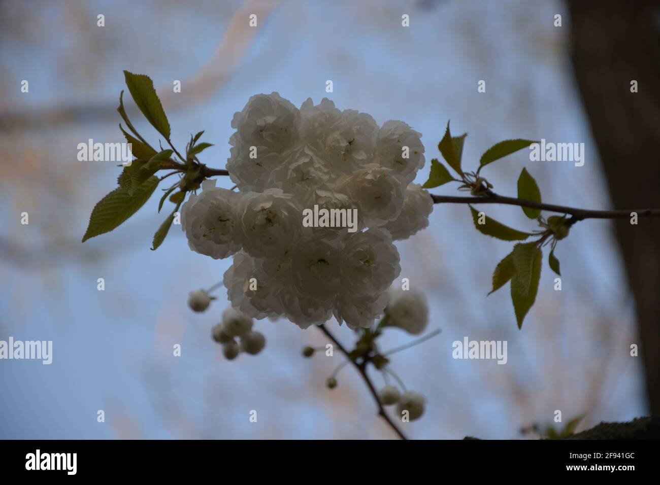 Parc à Dusk, coucher de soleil dans le parc, Cherry Blossom gros plan au crépuscule photo haute résolution, DSLR Banque D'Images
