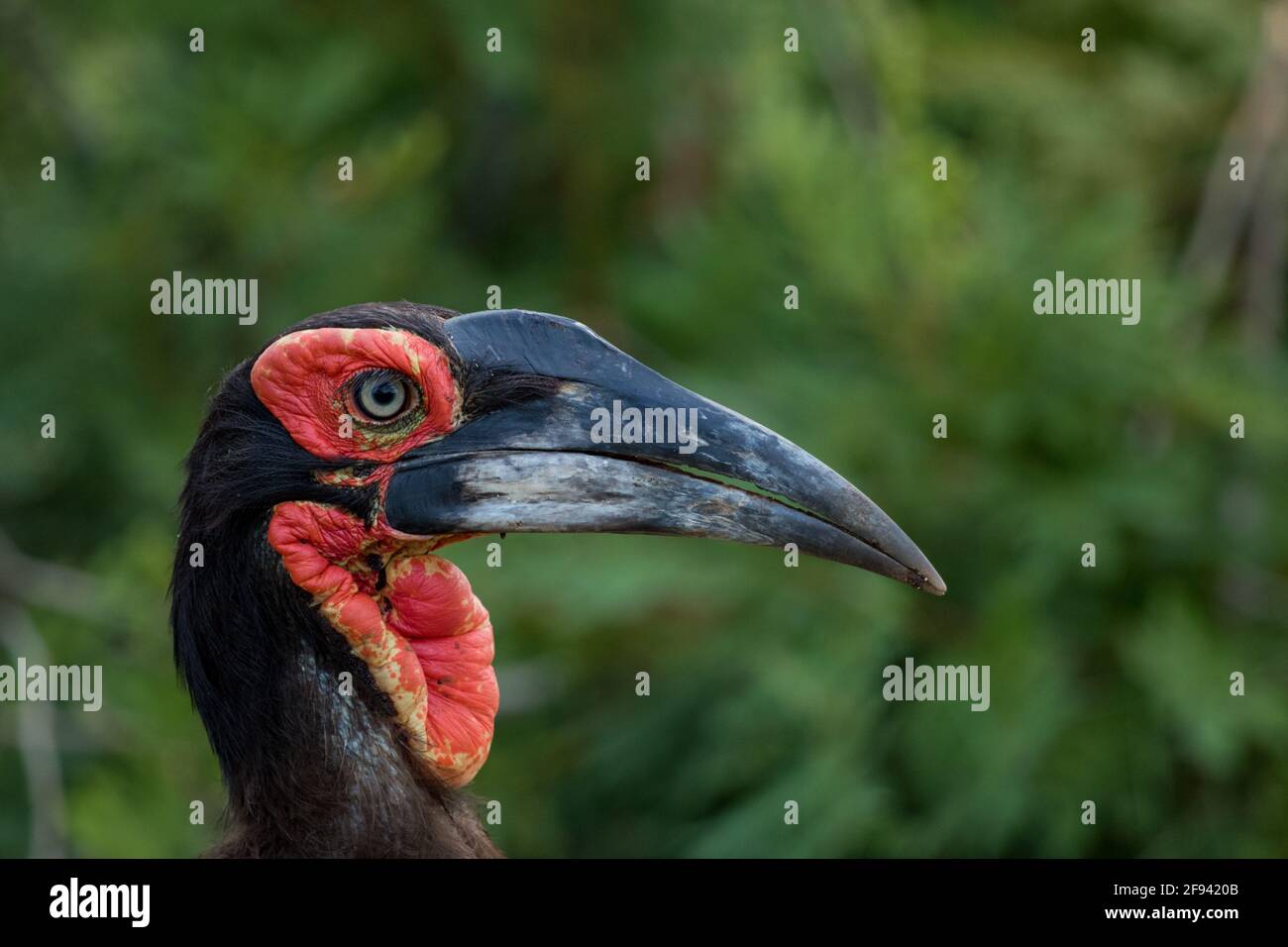 Le beau visage rouge et le bec d'un Hornbill de terre du Sud avec un fond vert. Banque D'Images