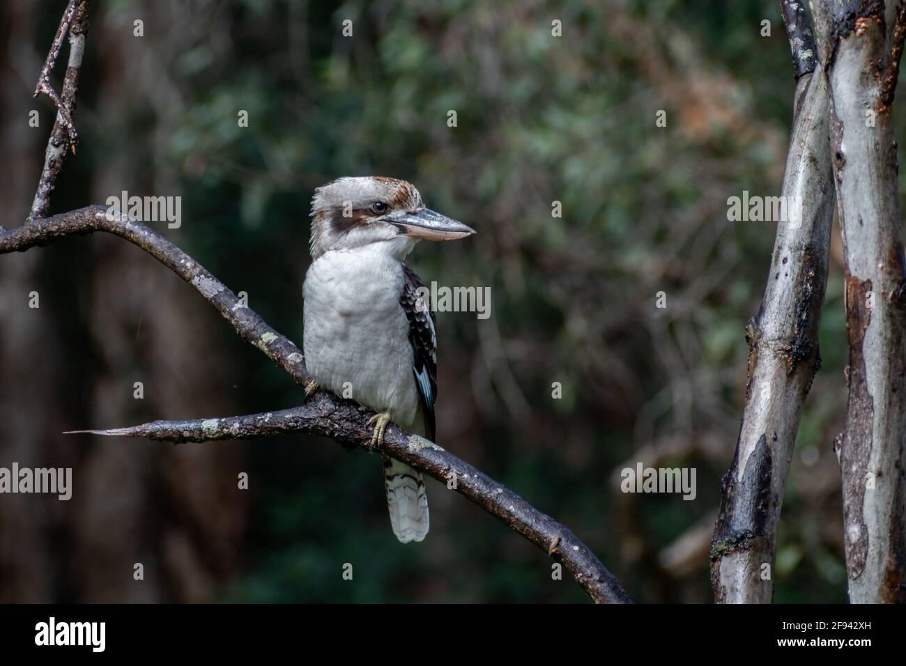 Un kookaburra riant (Dacelo novaeguineae) perché sur une branche, le lac Cotharaba, le parc national de Great Sandy, Queensland, Australie Banque D'Images