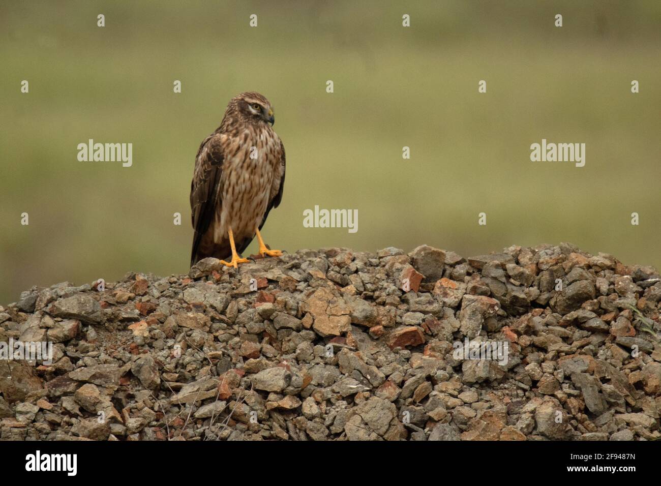 Pallid Harrier, Circus macrourus, Femme, Maharashtra, Inde. Statut de conservation : proche menacé Banque D'Images