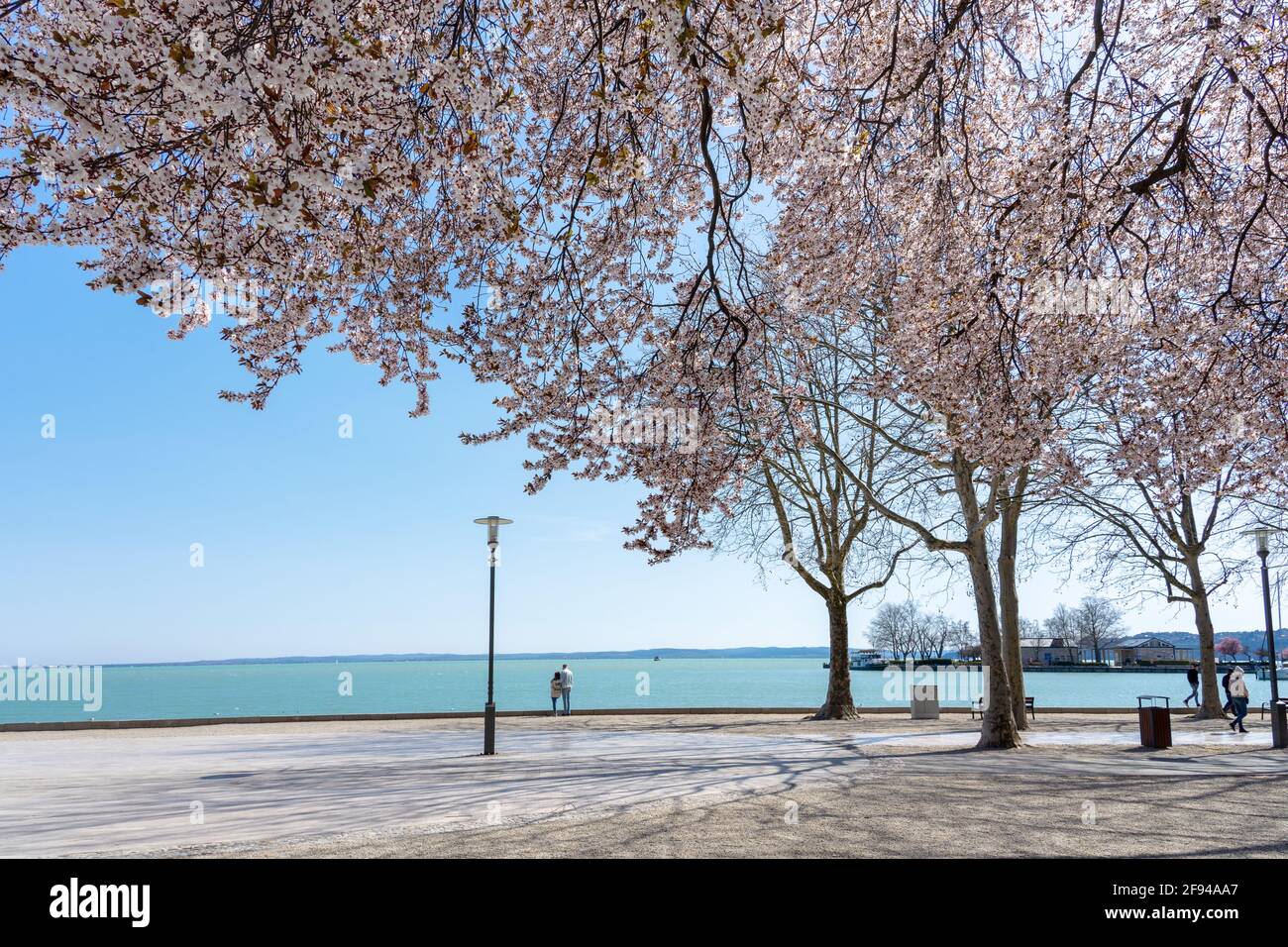 Promenade de Tagora avec de beaux arbres en fleurs à côté du lac Balaton à Balatonfured . Banque D'Images