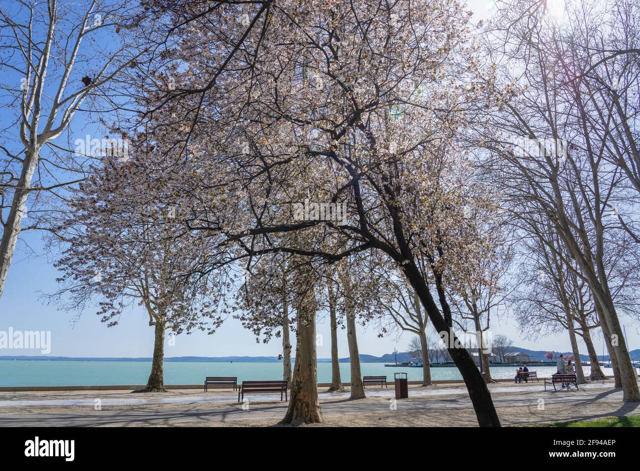 Promenade de Tagora avec de beaux arbres en fleurs à côté du lac Balaton à Balatonfured . Banque D'Images