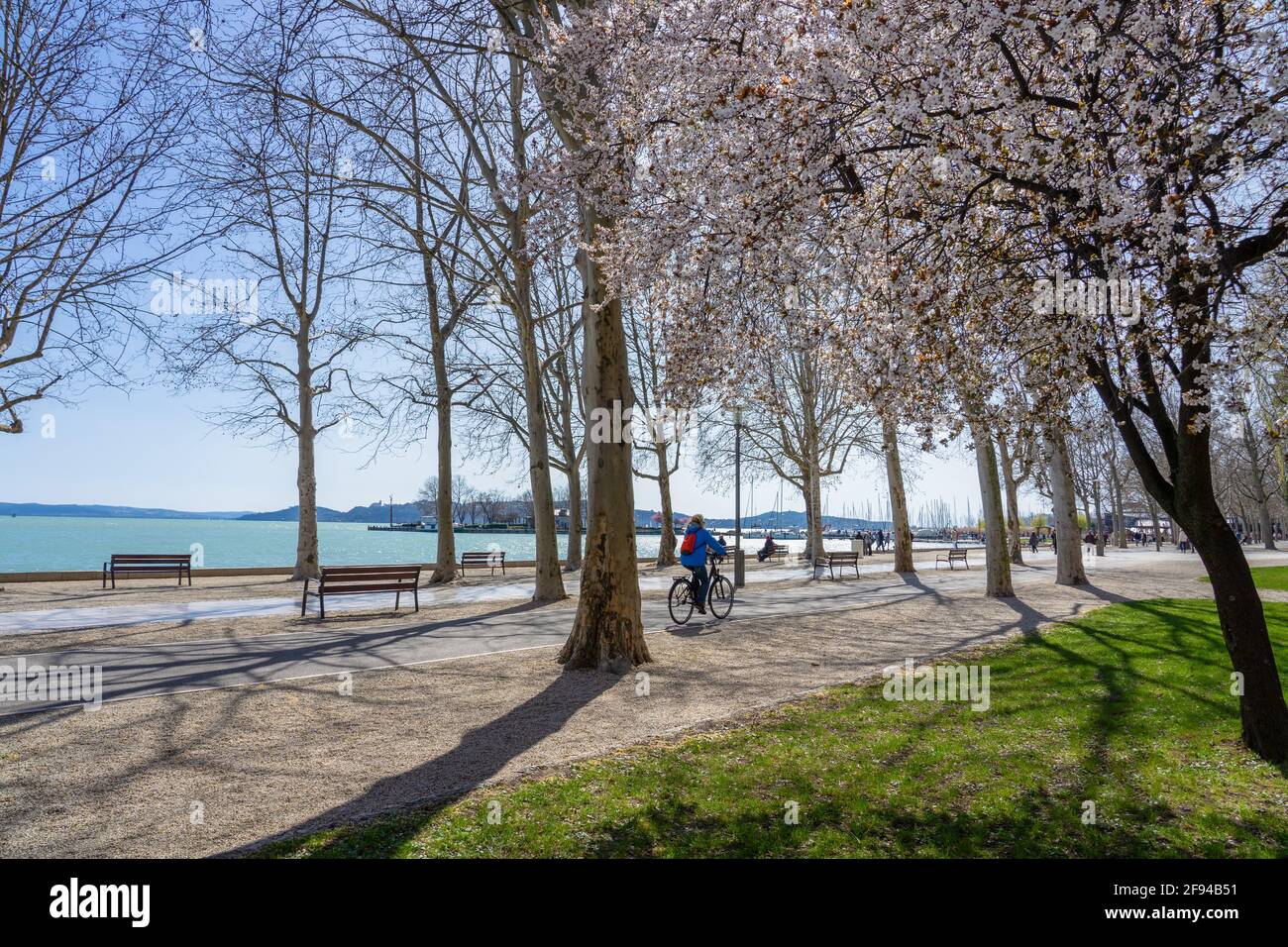 Promenade de Tagora avec de beaux arbres en fleurs à côté du lac Balaton avec une femme en vélo à Balatonfured . Banque D'Images