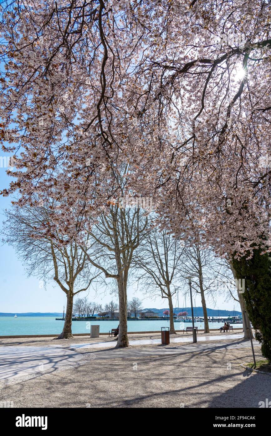 Promenade de Tagora avec de beaux arbres en fleurs à côté du lac Balaton à Balatonfured . Banque D'Images