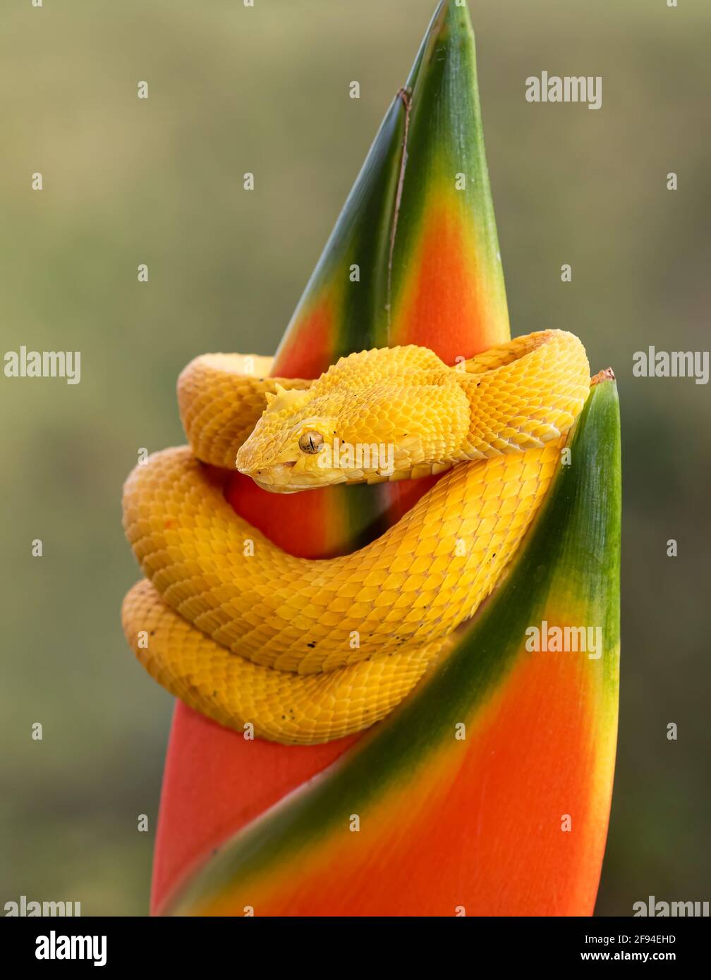 Le serpent à pitvipère de la paupière s'enroule autour d'une plante au Costa Rica Banque D'Images