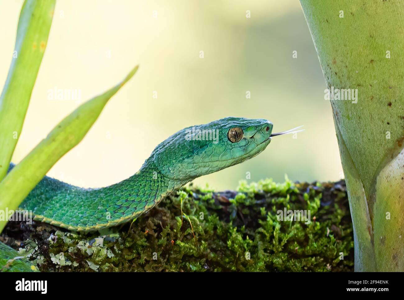Serpent de palmier à rayures latérales dans les jungles tropicales de Costa Rica Banque D'Images