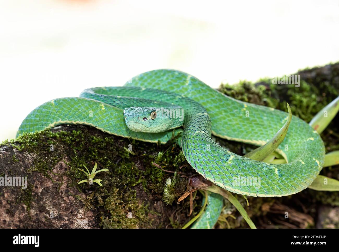 Serpent de palmier à rayures latérales dans les jungles tropicales de Costa Rica Banque D'Images