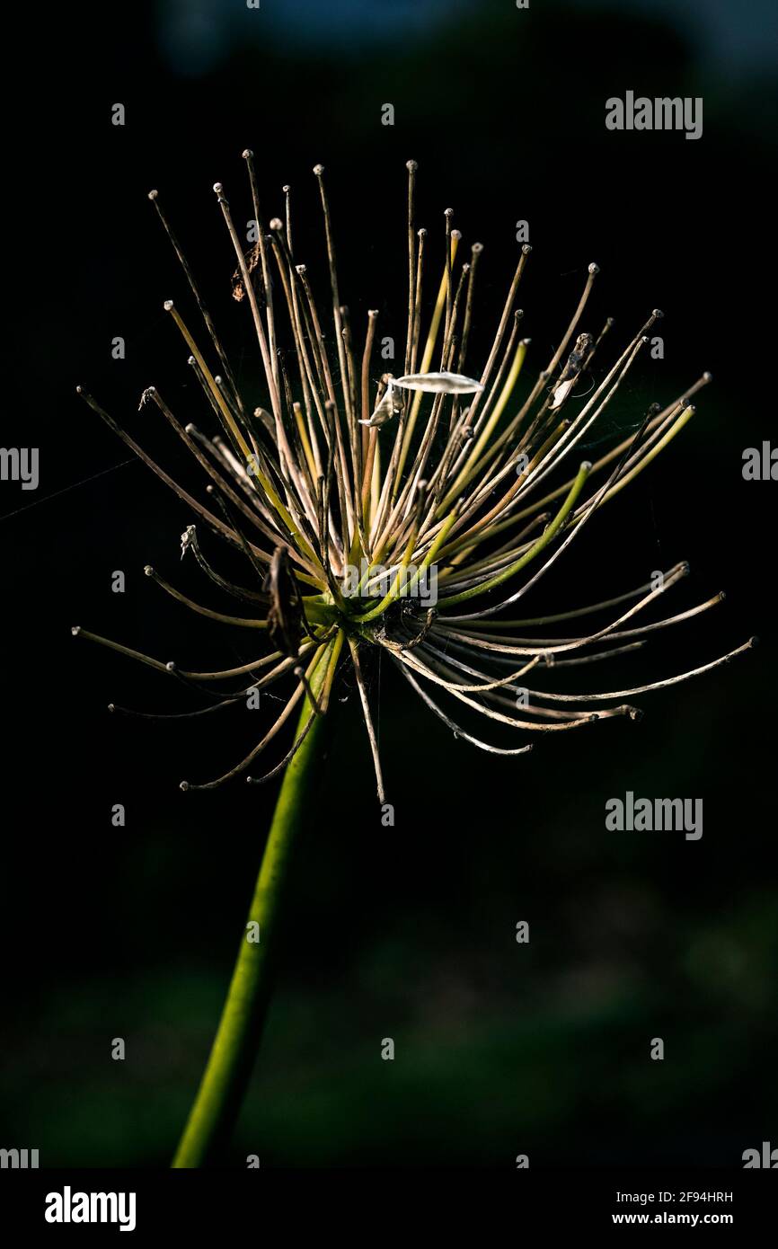 Les restes d'une tête de fleur d'Agapanthus en automne. Banque D'Images
