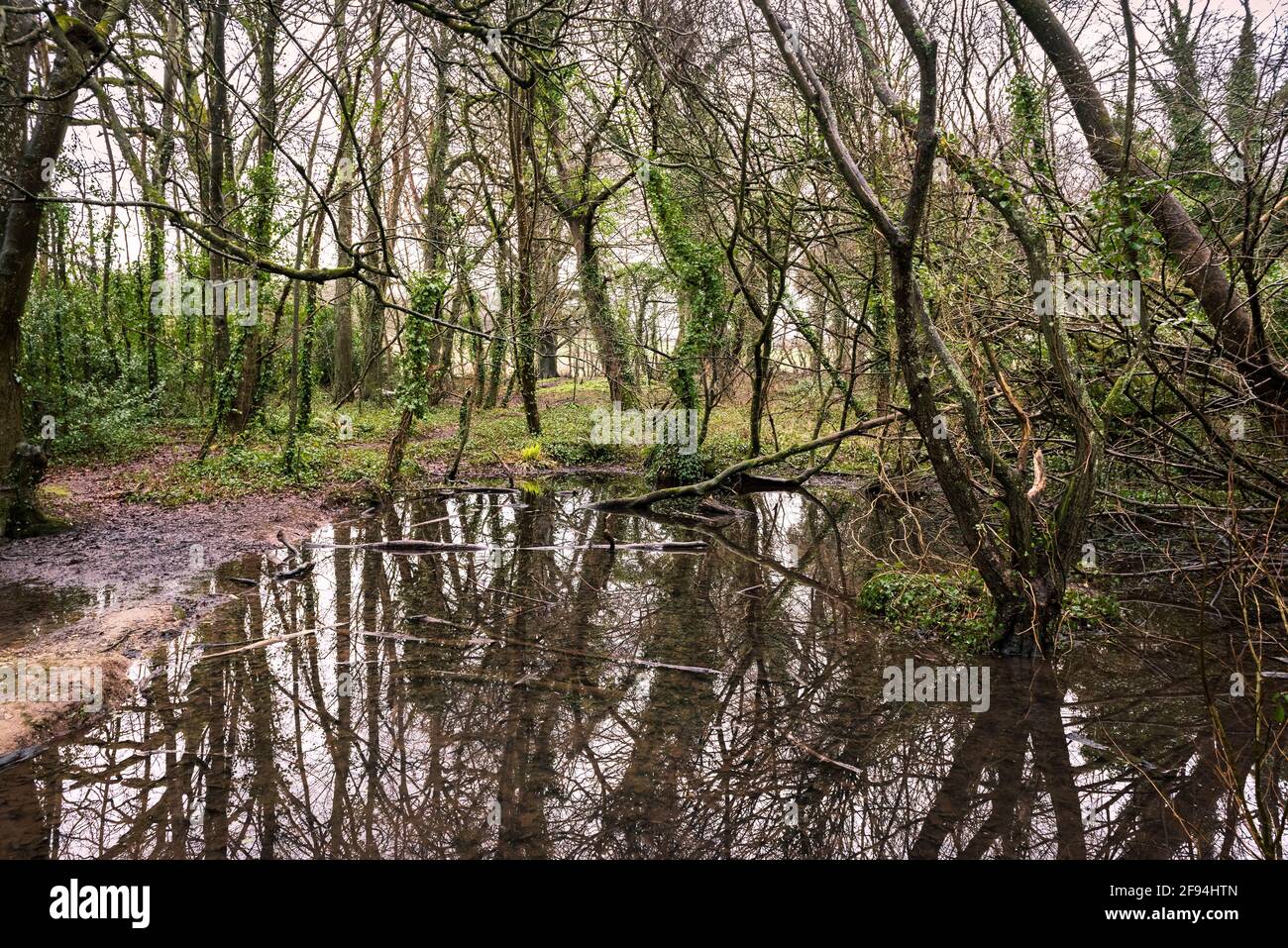 Un étang à Tehidy Woods dans Cornwall Royaume-Uni Banque D'Images
