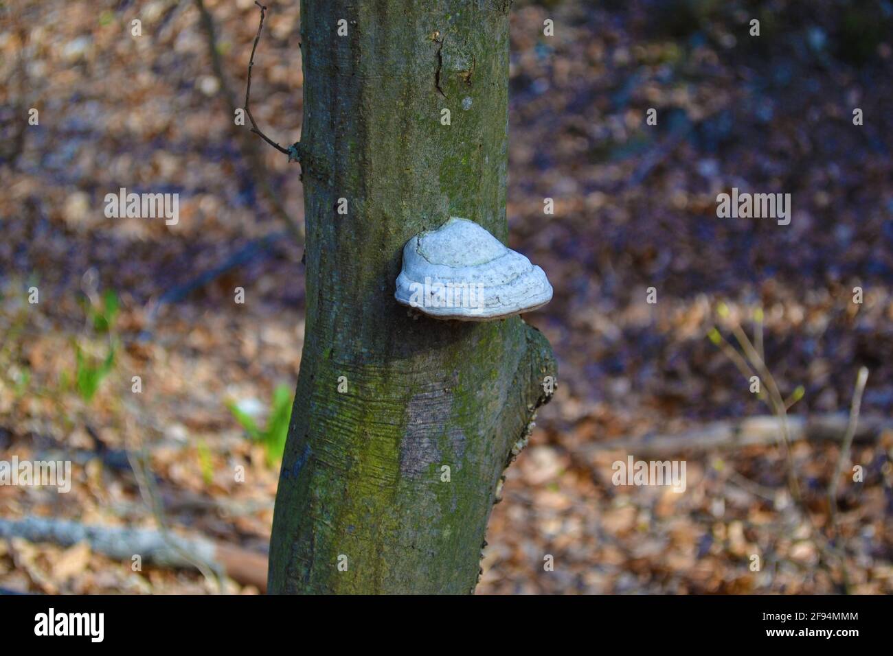 Champignon gris poussant sur un arbre dans les bois Banque D'Images