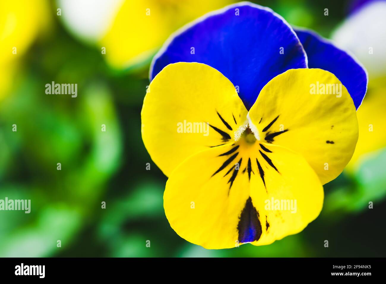 Fleur de pansy jaune et bleu comestible, fleur de printemps Photo Stock -  Alamy