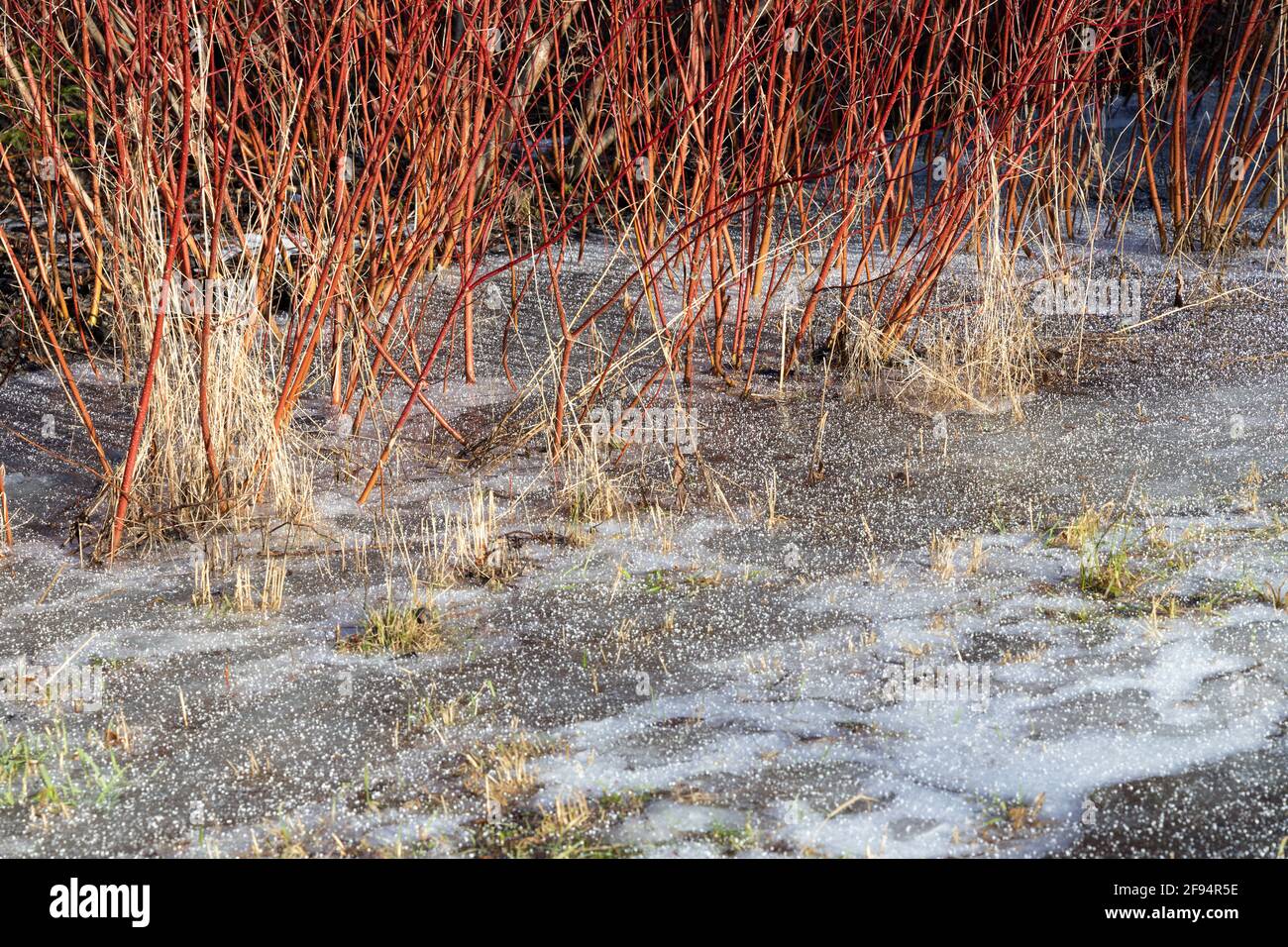 Gel printanier matinal avec buissons de saule rouges et prairie glacée Banque D'Images