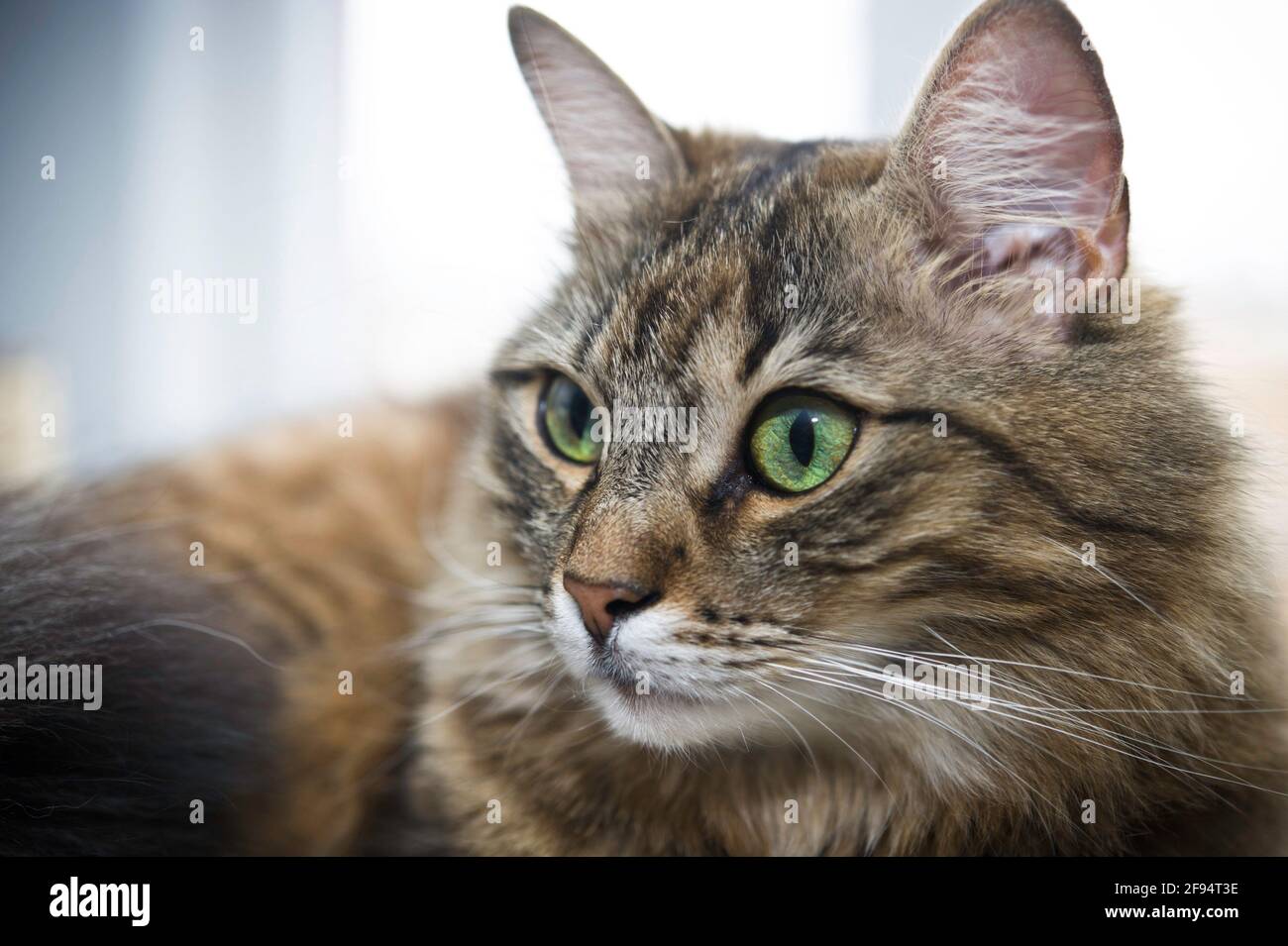 Portrait d'un chat domestique Banque D'Images