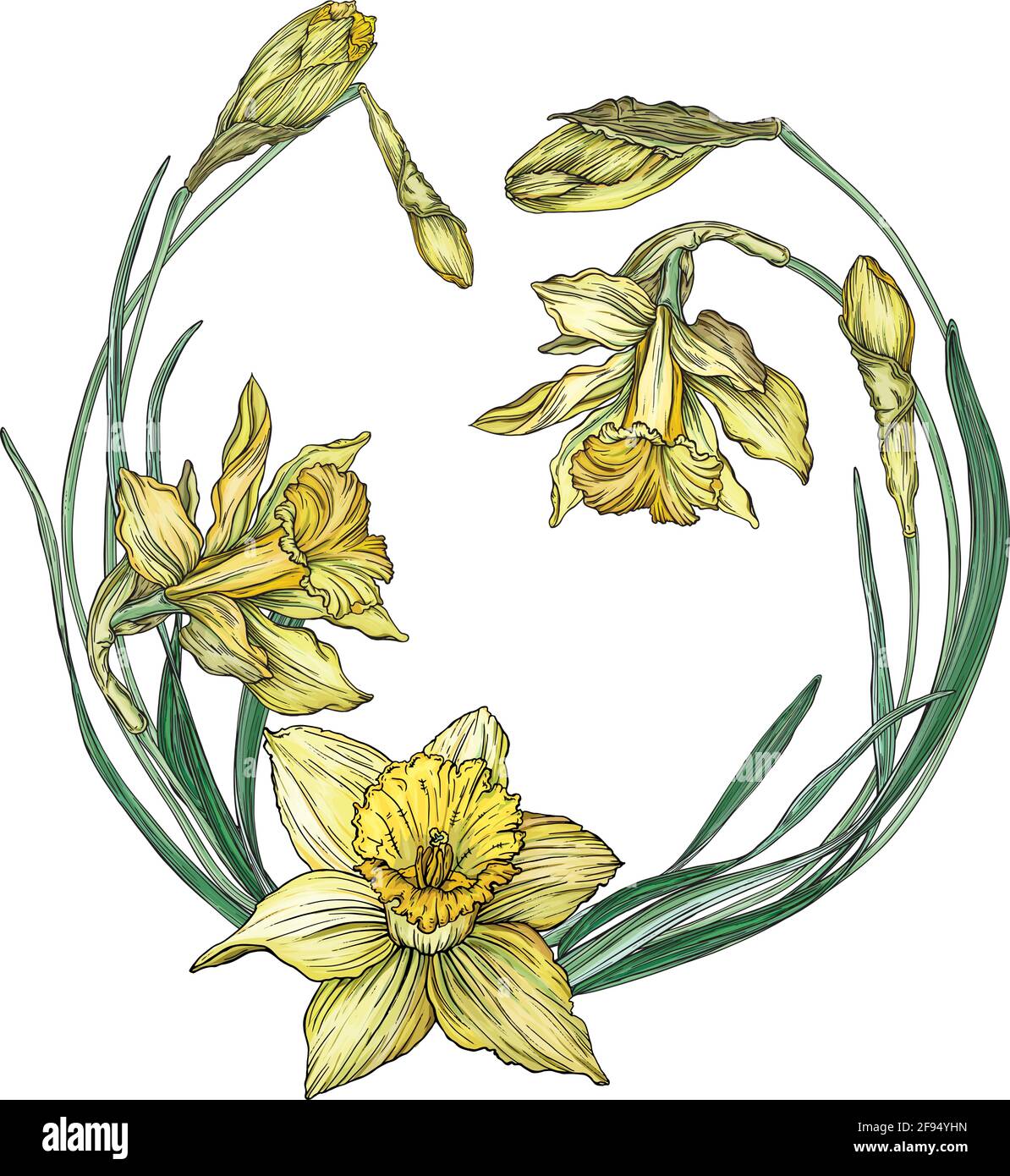Cadre rond à motif floral vectoriel de couleur ressort avec fleurs Narcissus. Fleurs de printemps. Illustration de Vecteur