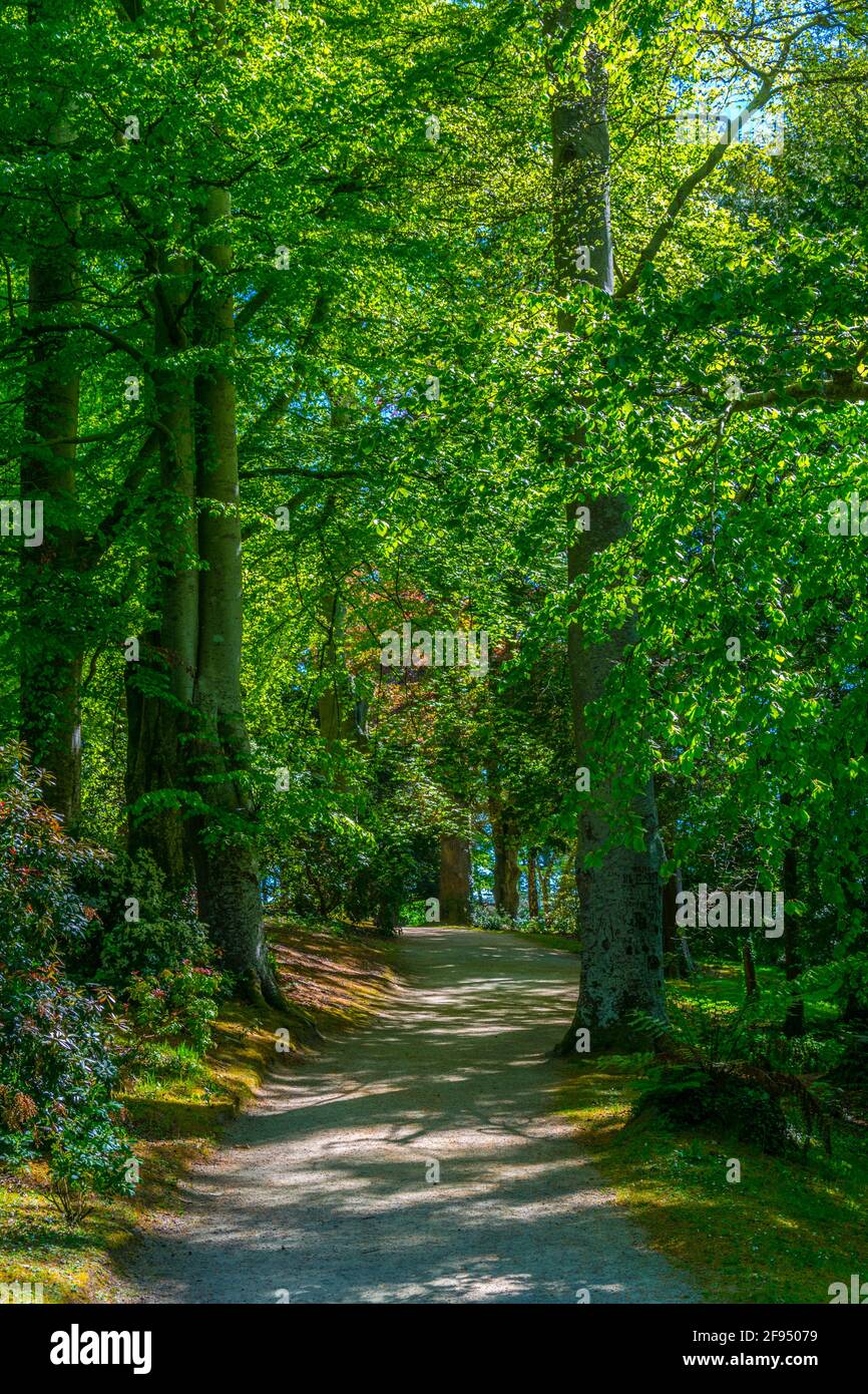 Arbres dans une forêt à l'intérieur du domaine de Powerscourt, en irlande Banque D'Images