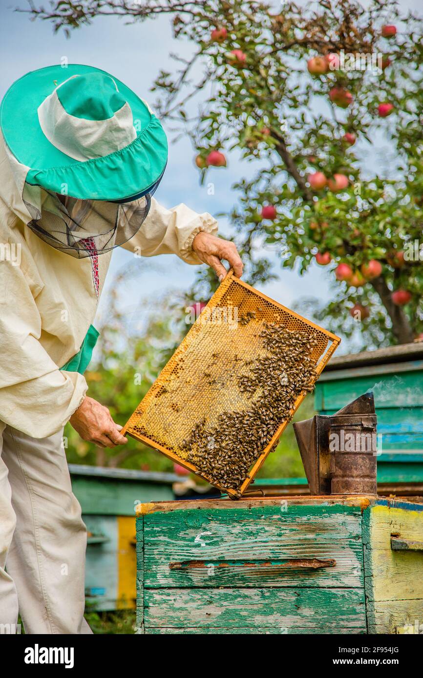 Un apiculteur avec une colonie d'abeilles fait une inspection avec son jardin. Saison de collecte du miel. Banque D'Images