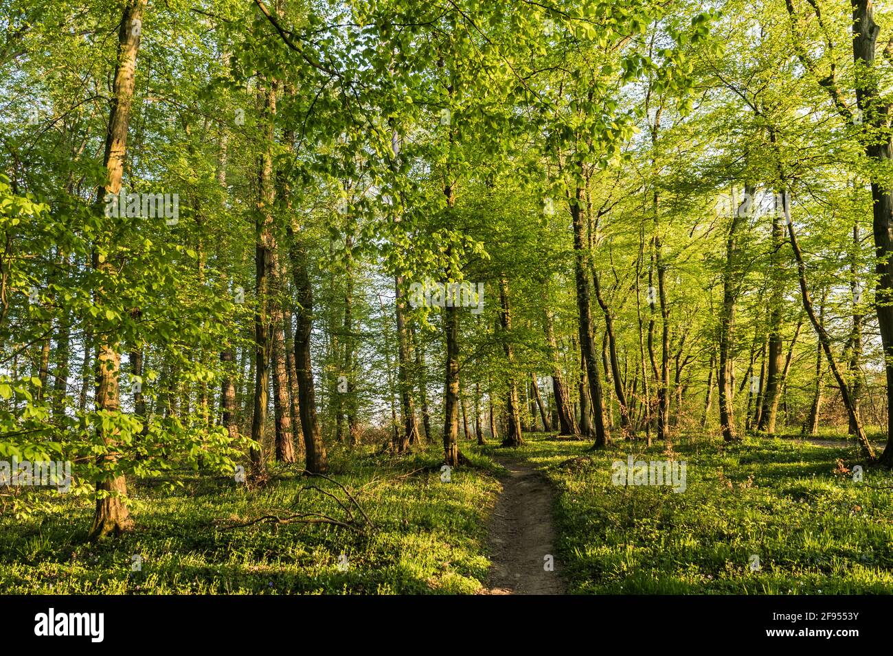 Sentier dans la forêt, le soir ensoleillé du printemps Banque D'Images