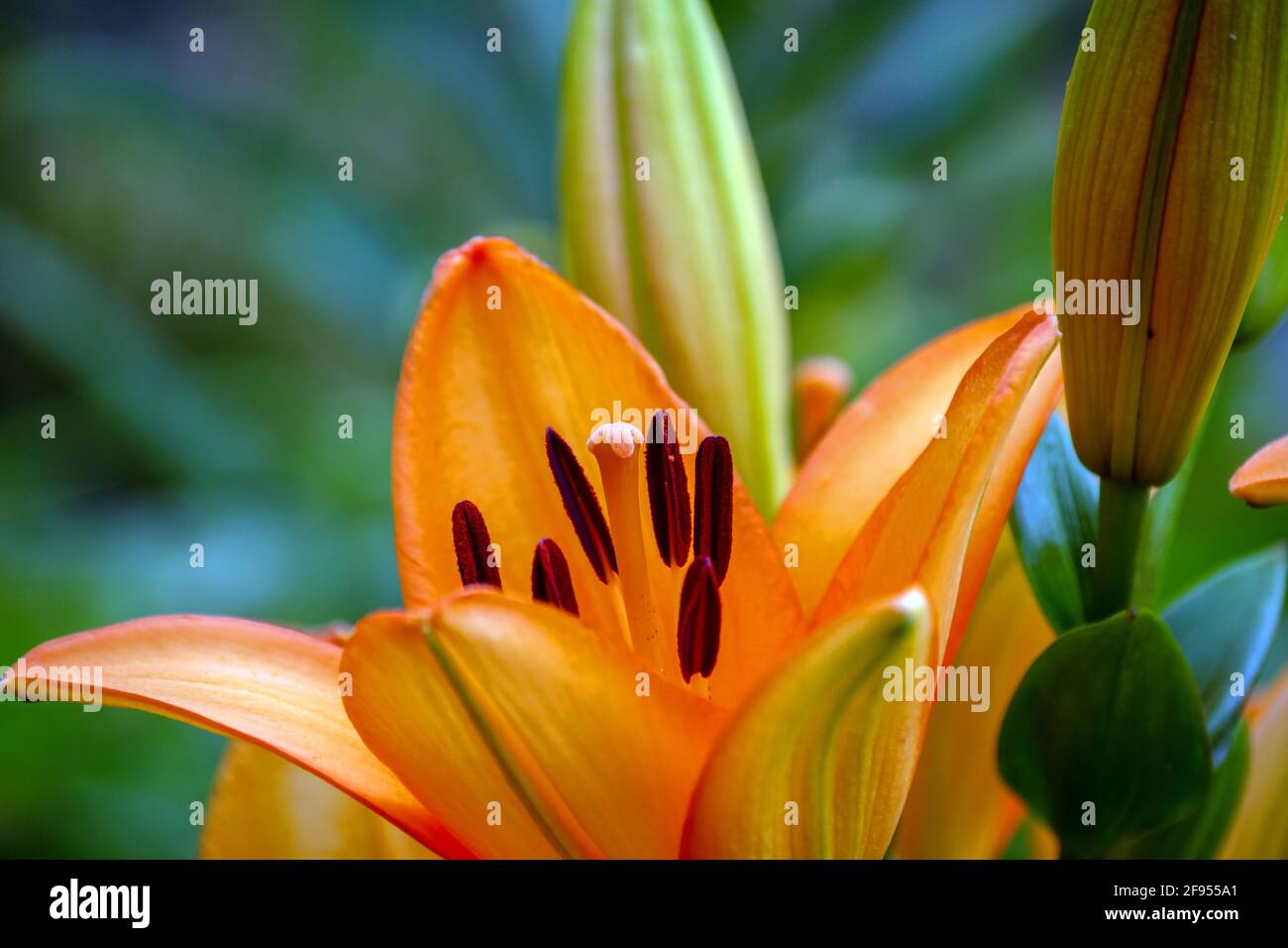 Avec un effet de flou artistique, cette photo de gros plan du centre d'un nénuphar entouré de nénuphars qui n'ont pas encore ouvert est une belle photo de printemps. Banque D'Images