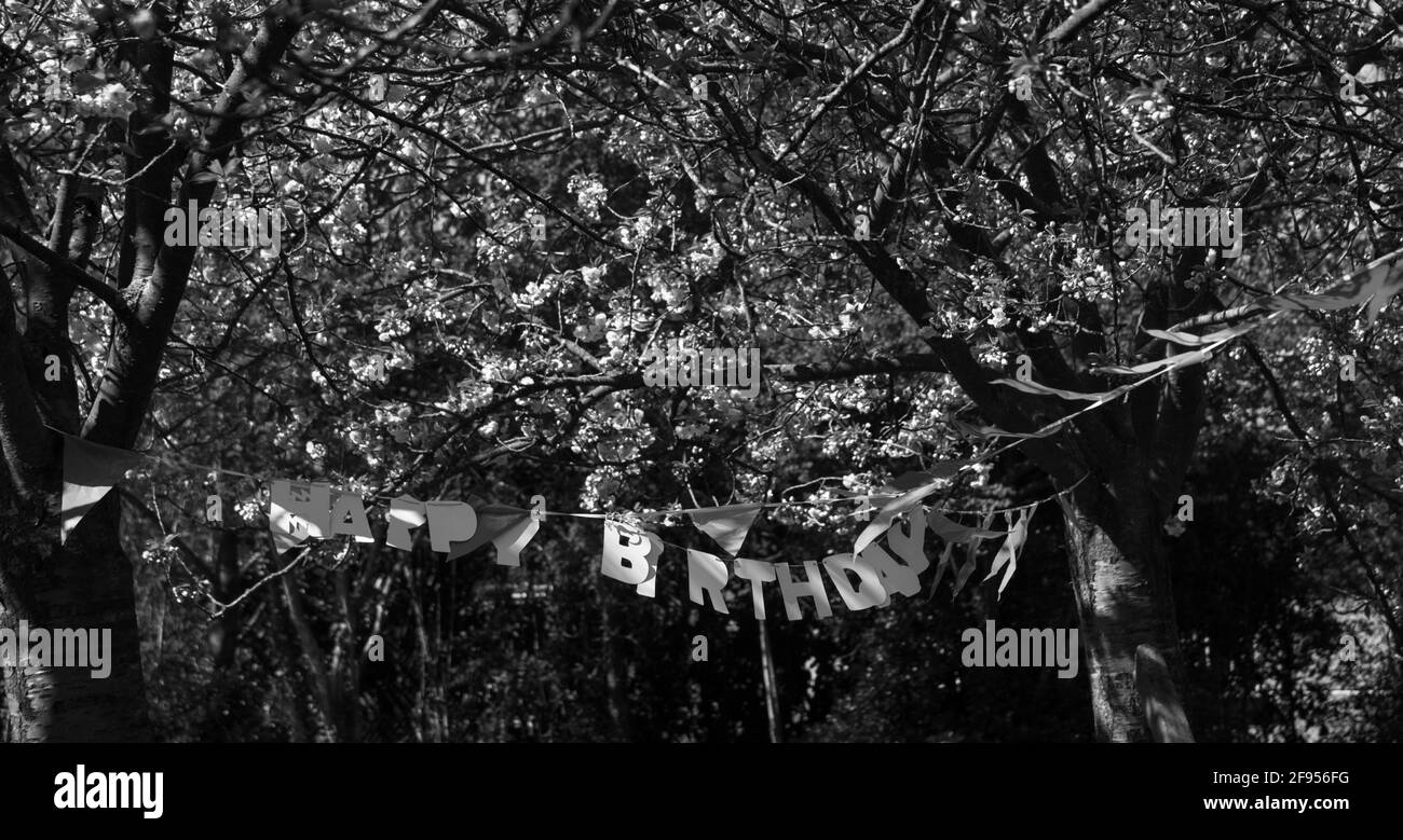 Triste Fete D Anniversaire Pendant Le Confinement En Cas De Pandemie Du Coronavirus Joyeux Anniversaire Decoration Sous Les Arbres En Fleurs Personne Fete Gatee Noir Blanc Photo Stock Alamy