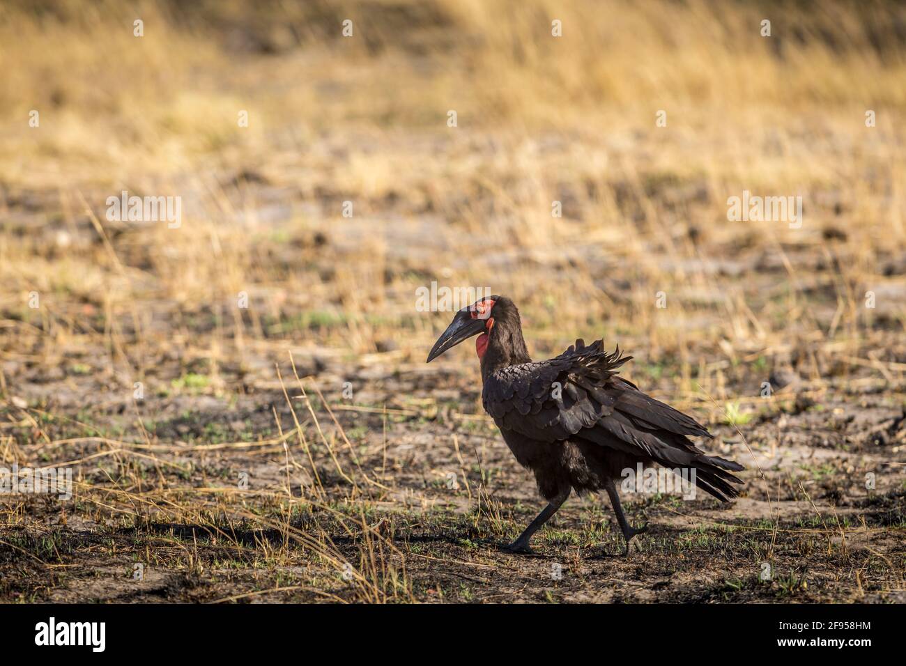 Le charme recherchait les terres verdoyantes qu'il savait qu'il y avait des grenouilles. PARC NATIONAL DE SERENGETI, TANZANIE : DÉCOUVREZ LE moment un charme gourmand Banque D'Images