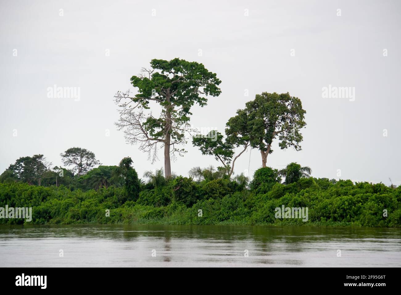 La forêt tropicale le long de la rivière Congo, si grande et vivante que vous pouvez la sentir respirer. République démocratique du Congo Banque D'Images