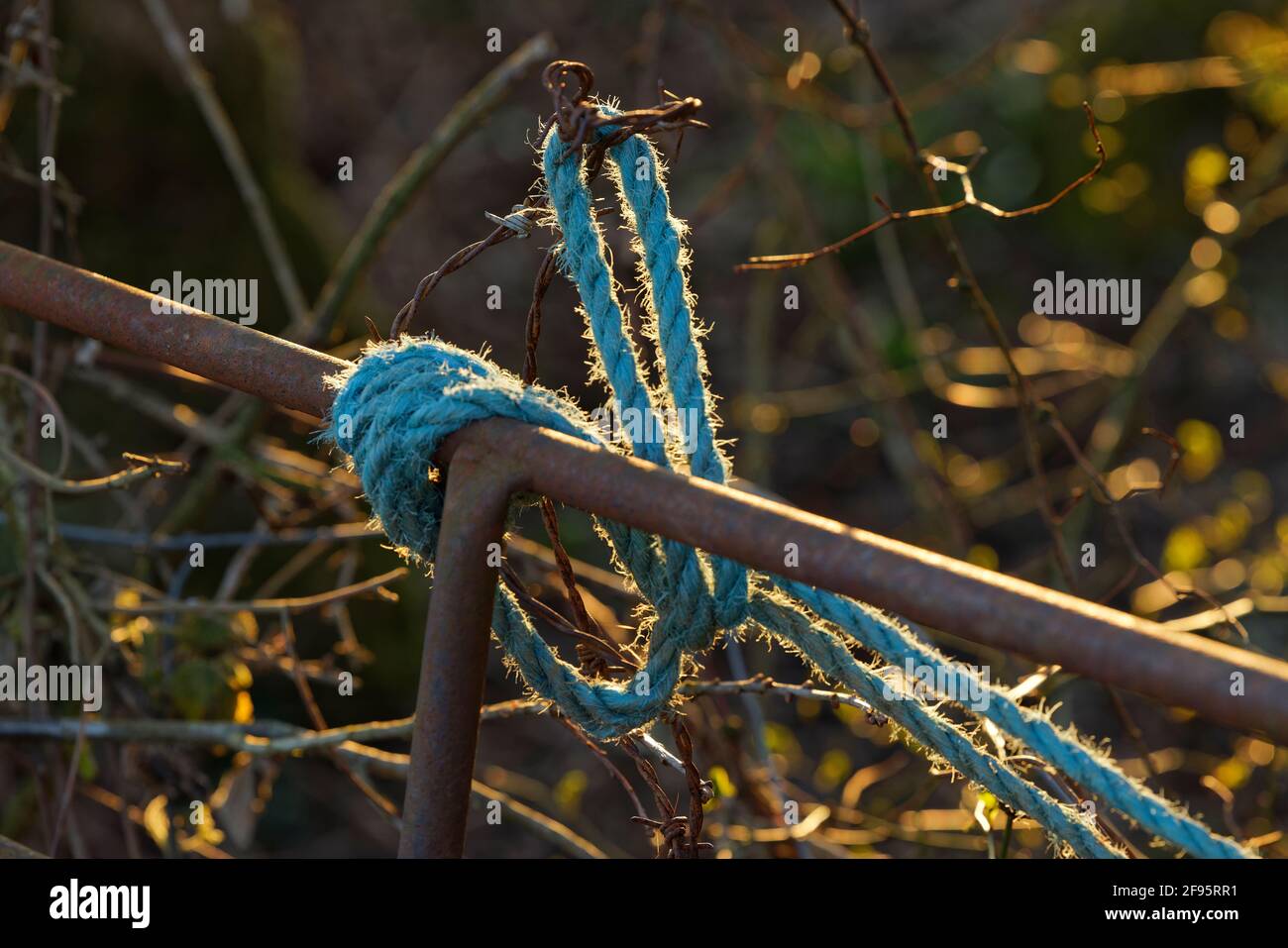 Une corde bleue nouée sur un peu de clôture rouillée ou de haies. Banque D'Images