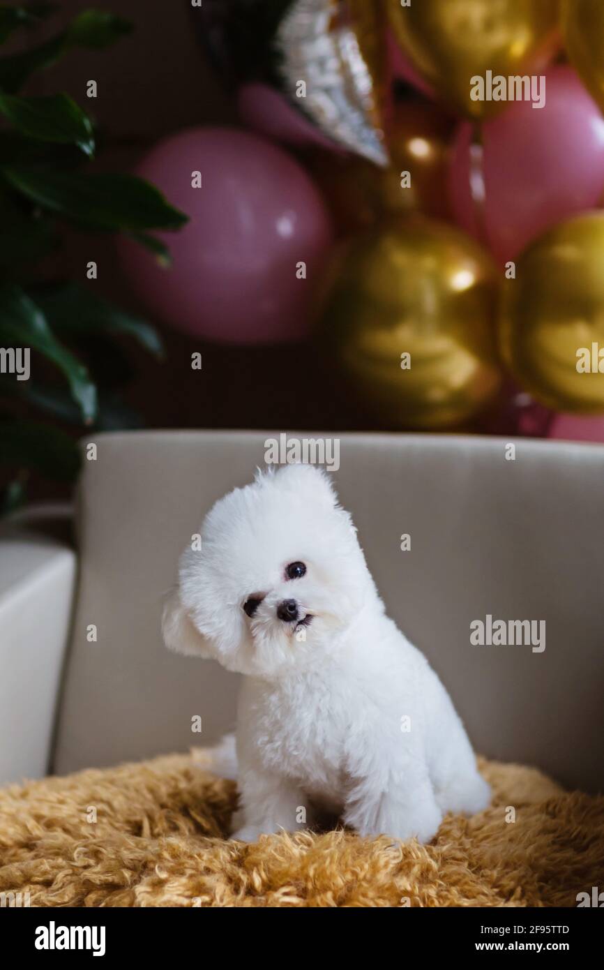 Joli Chien Blanc Bichon Frise Celebrant Son Anniversaire A La Maison Fete Domestique Avec Ballons A Air Chaud De Couleur Rose Et Or Photo Stock Alamy Joli Chien Blanc Bichon Frise Celebrant Son Anniversaire A La Maison Fete Domestique Avec Ballons A Air Chaud De Couleur Rose Et Or Photo Stock Alamy