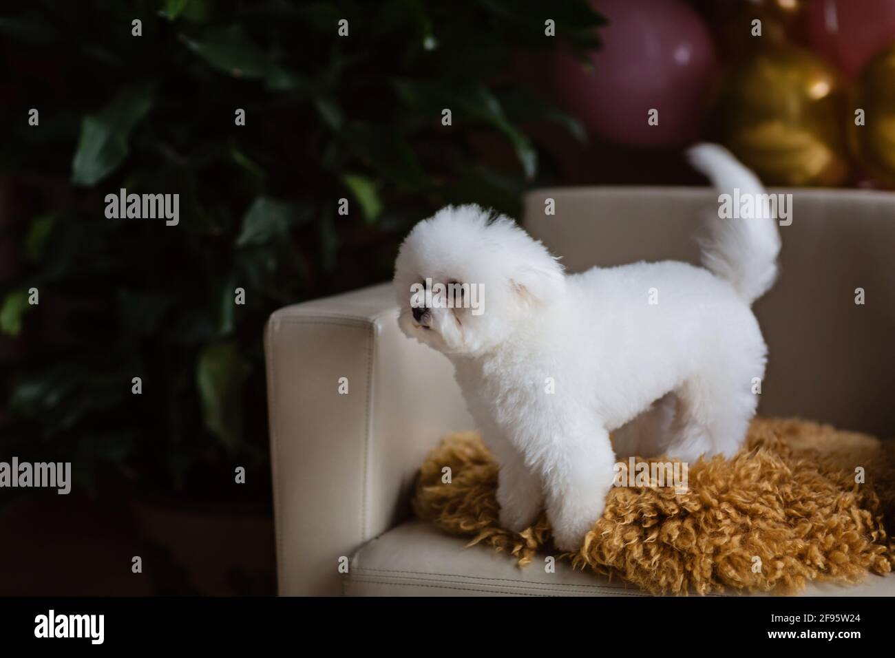 Joli Chien Blanc Bichon Frise Celebrant Son Anniversaire A La Maison Fete Domestique Avec Ballons A Air Chaud De Couleur Rose Et Or Photo Stock Alamy Joli Chien Blanc Bichon Frise Celebrant Son Anniversaire A La Maison Fete Domestique Avec Ballons A Air Chaud De Couleur Rose Et Or Photo Stock Alamy