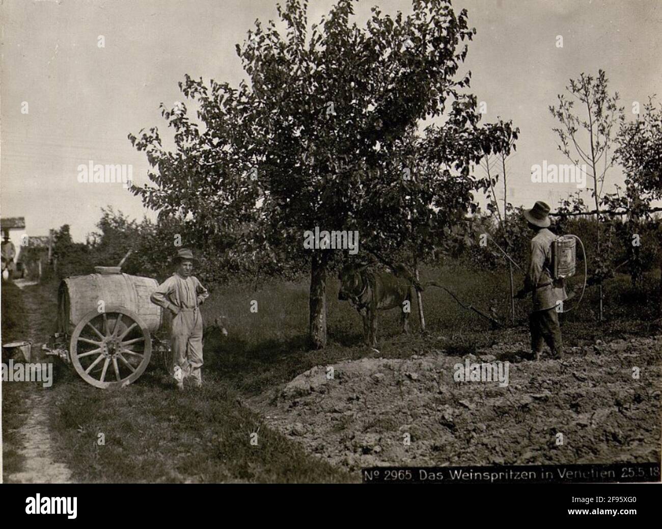 La vinose en Vénétie 25.5.18. En partie, il s'agit d'enregistrements qui ne peuvent pas être attribués directement à l'IsonzoFront, mais pour l'entrée des zones vénitiennes conquises Banque D'Images