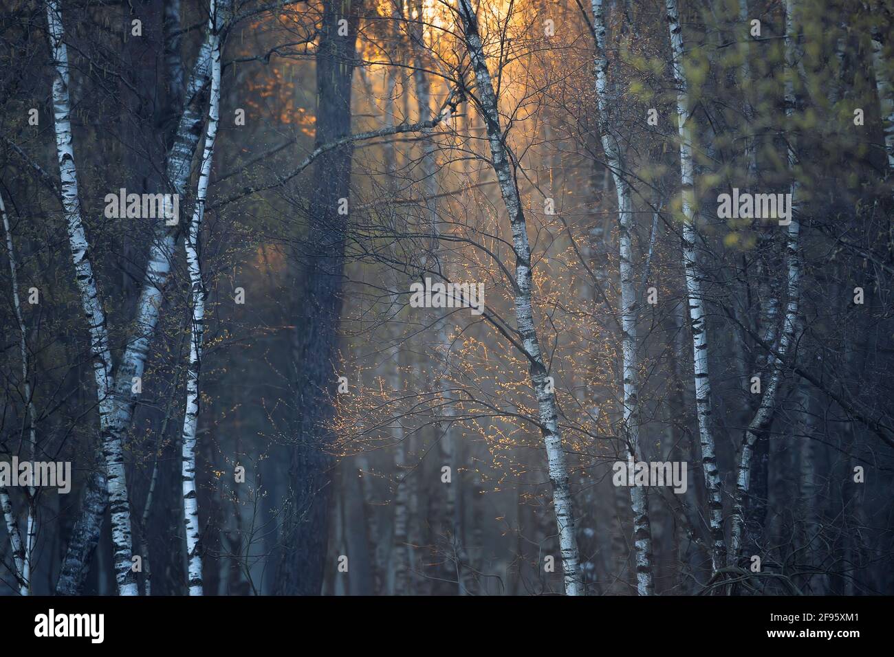 Lever de soleil dans la forêt printanière, Limbourg, pays-Bas Banque D'Images