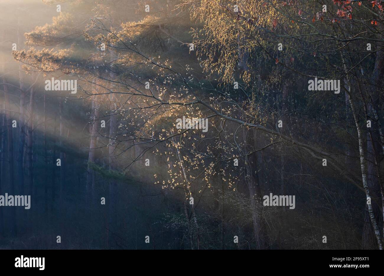 Beaux rayons de soleil dans la forêt de printemps, Limburg, pays-Bas Banque D'Images