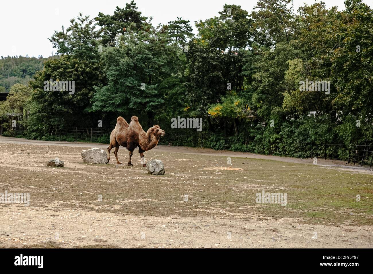 Un chameau peut-il perdre sa bosse ? Banque D'Images