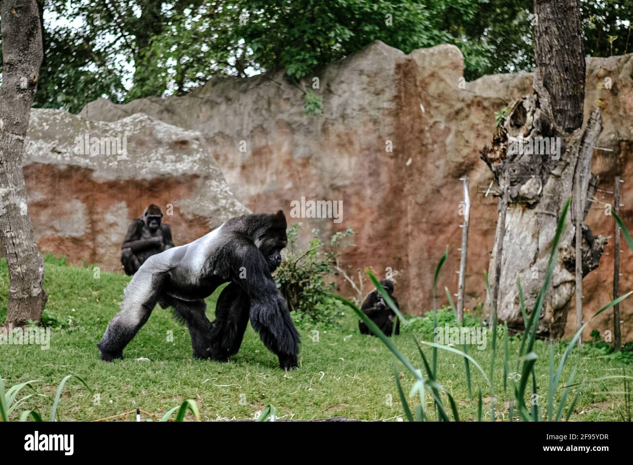 Animaux intelligents, les gorilles partagent 98.3% de leur ADN Banque D'Images