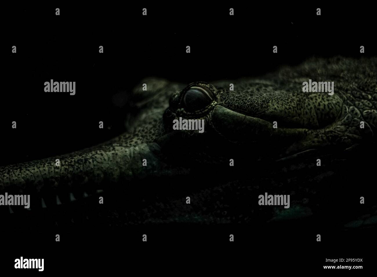 L'œil du crocodile Banque D'Images