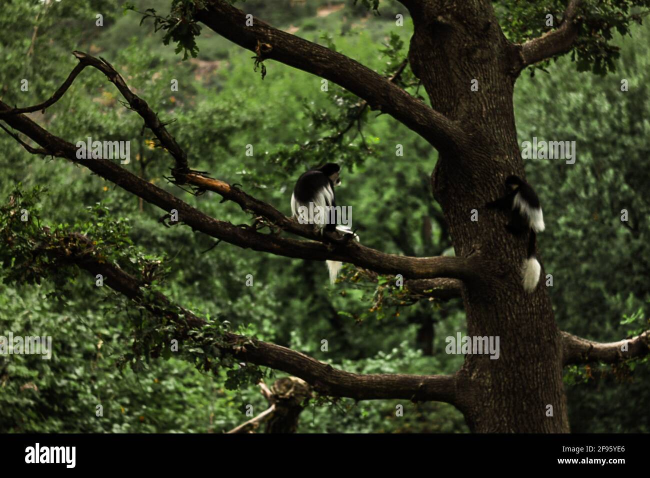 Sommeil de singe, singe faire : comment les primates choisissent leurs arbres Banque D'Images