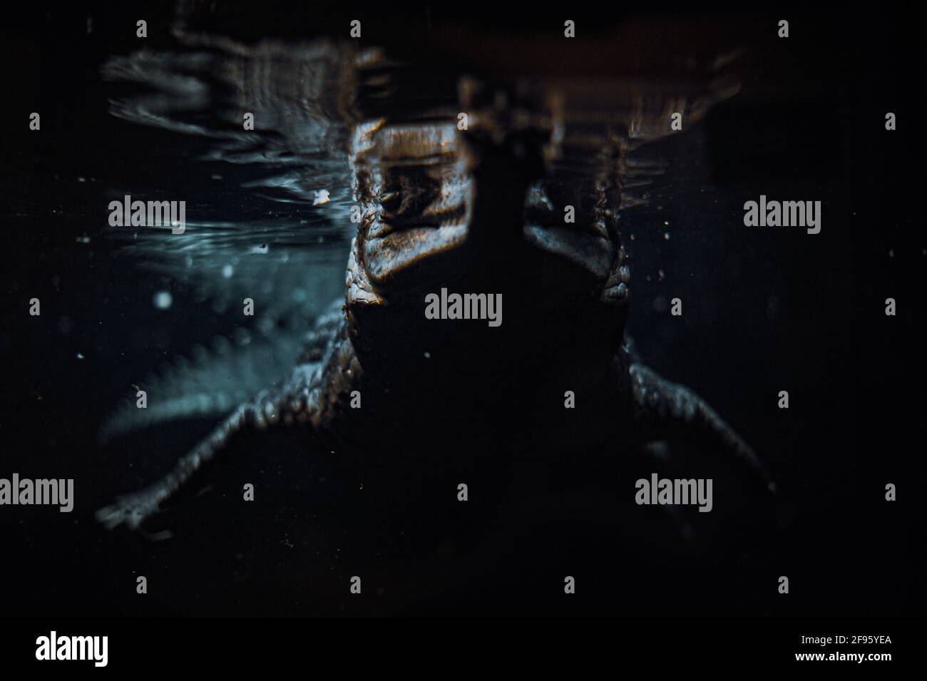 Crocodiliansâ€”alligators, crocodiles, caimans et ghariaux. Banque D'Images