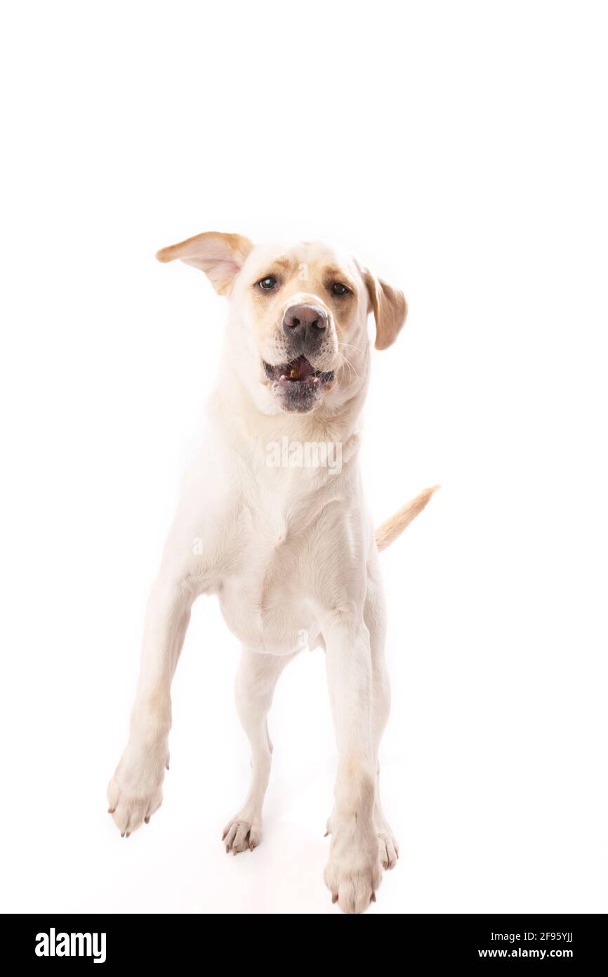 Chiot de laboratoire jaune sautant et attrapant le plaisir dans la bouche support blanc Banque D'Images