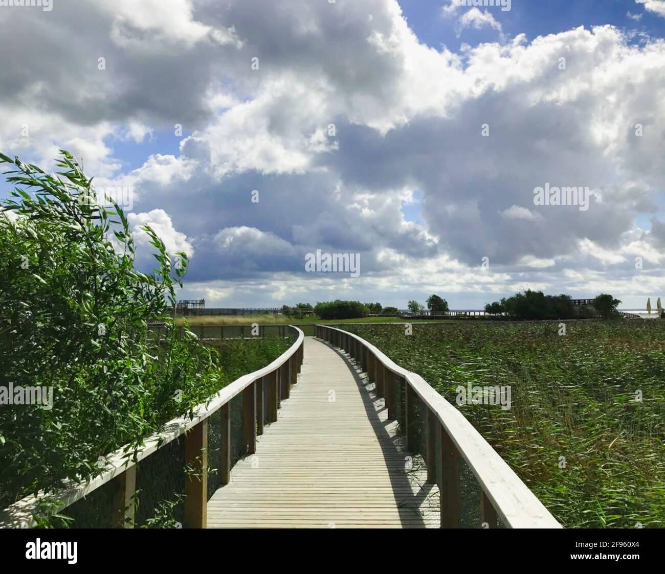Suspension sur le marais surcultivé près de Parn Bay in Paramètre Banque D'Images
