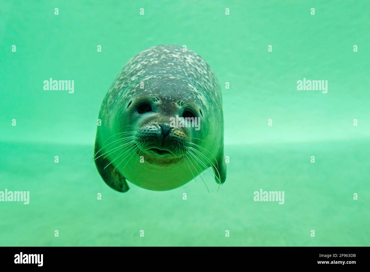 Phoque commun / phoque commun (Phoca vitulina) nageant sous l'eau dans un bassin au Seal Center / Seecentistation Friedrichskoog, Schleswig-Holstein, Allemagne Banque D'Images