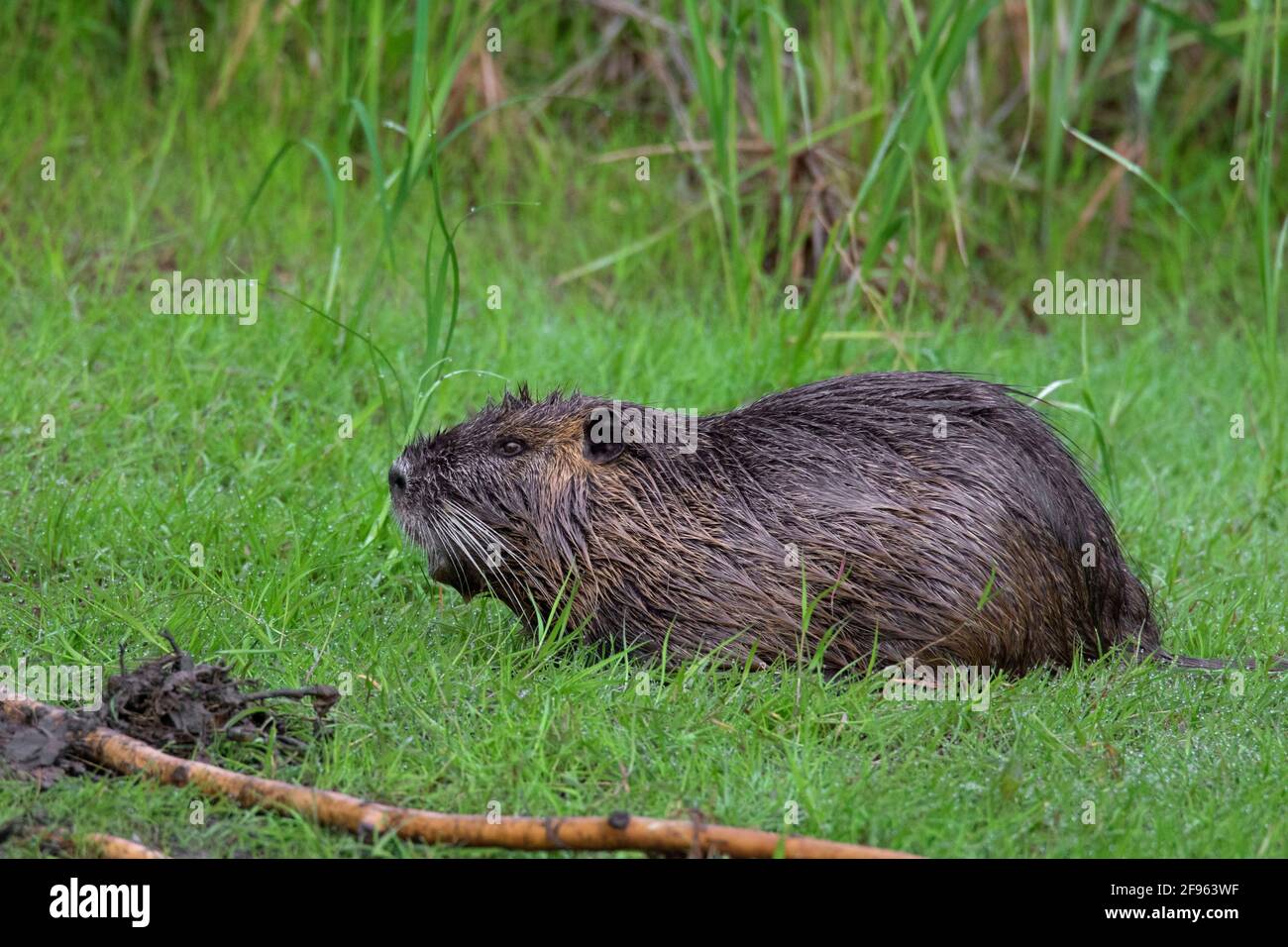 Coypu / nutria (coypus Myocastor) Introduit des espèces d'Amérique du Sud en quête de nourriture dans les prairies Banque D'Images