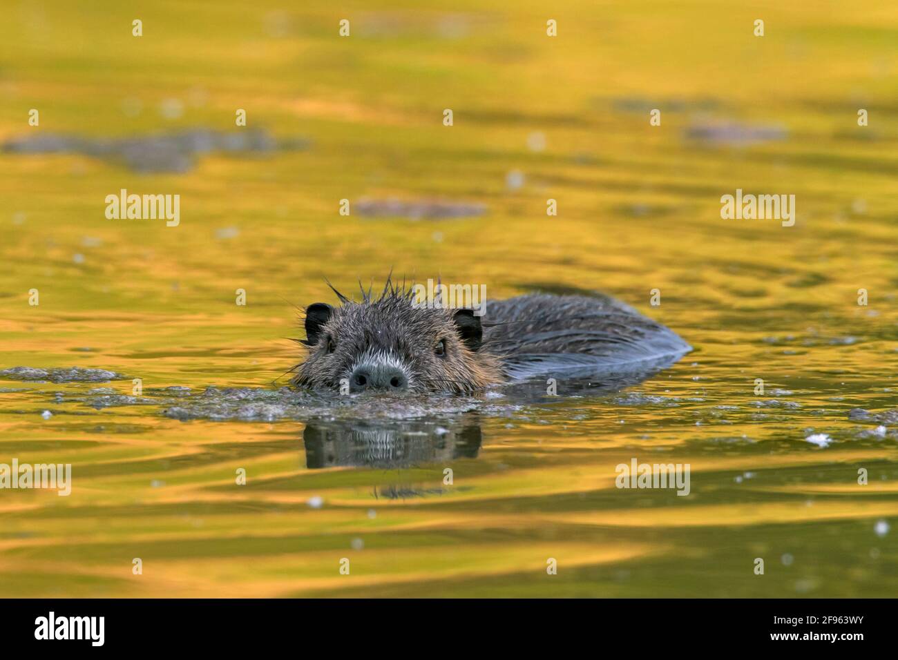 Coypu / nutria (coypus Myocastor) Introduit des espèces d'Amérique du Sud nageant dans l'eau du lac / étang Banque D'Images