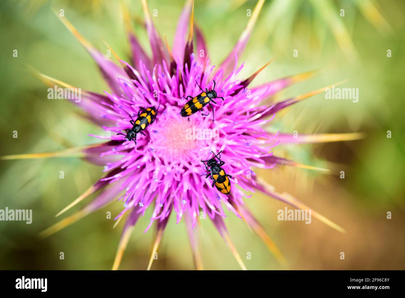 Pollinisation des fleurs mouche pollinisation Banque de photographies et d’images à haute