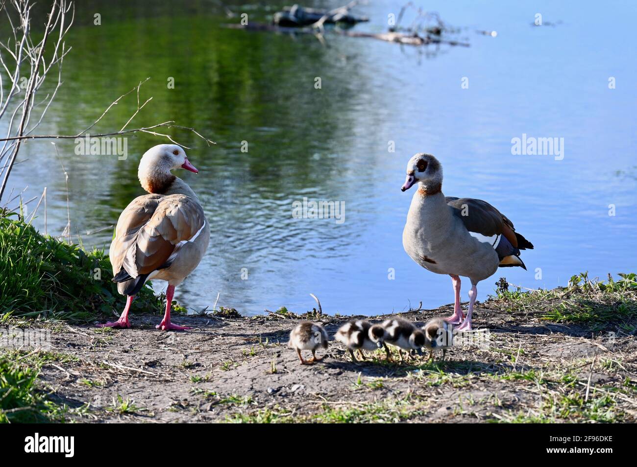 Météo Royaume-Uni. Kent, Royaume-Uni. Une soirée agréable avec un ciel clair et une douce brise. Une famille d'Oies égyptiennes (Alopochen aegyptiaca) avec des ragots profitent du soleil. Foots Cray Meadows, Sidcup, Kent. ROYAUME-UNI Banque D'Images